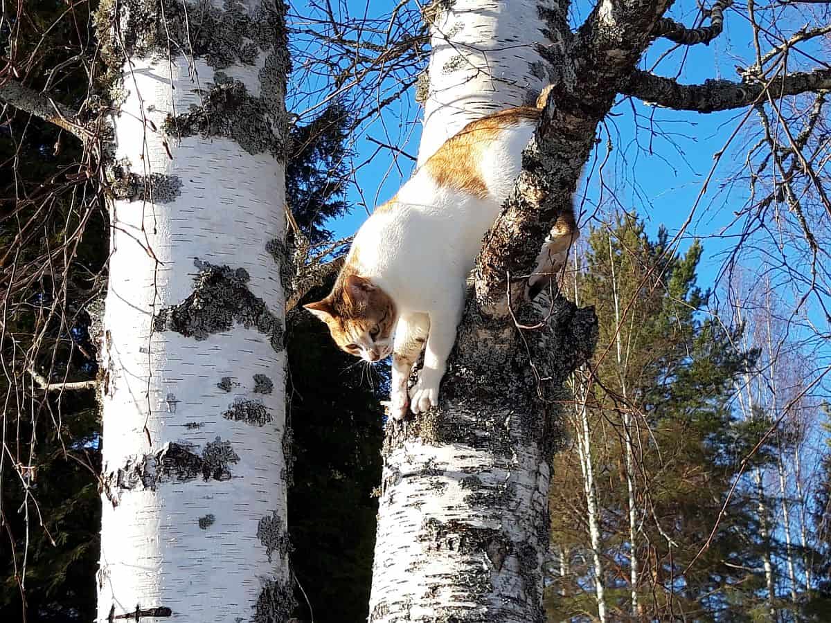Tabby and white cat climbing birch tree