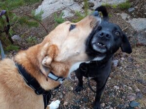 Red dog mouthing black dog in play