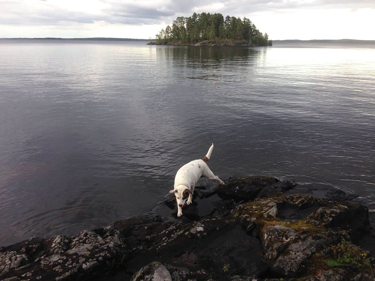 White pitbull dog climbing rocks by ocean