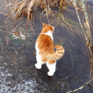 Ginger and white cat with puffy tail standing on ice