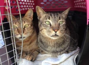 Two tabby cats in a cat box with the door open