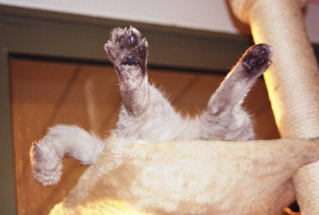 Grey cat asleep on back with back legs sticking out