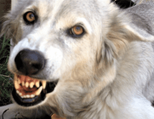 Grey and white dog growling and showing teeth