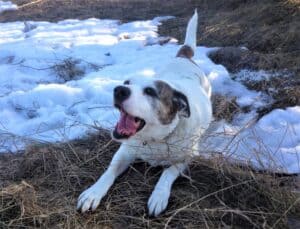 Excited putbull cross dog with ears back lying in the snow