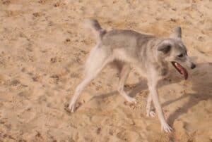 Grey and white dog kicking her back legs to spread her scent