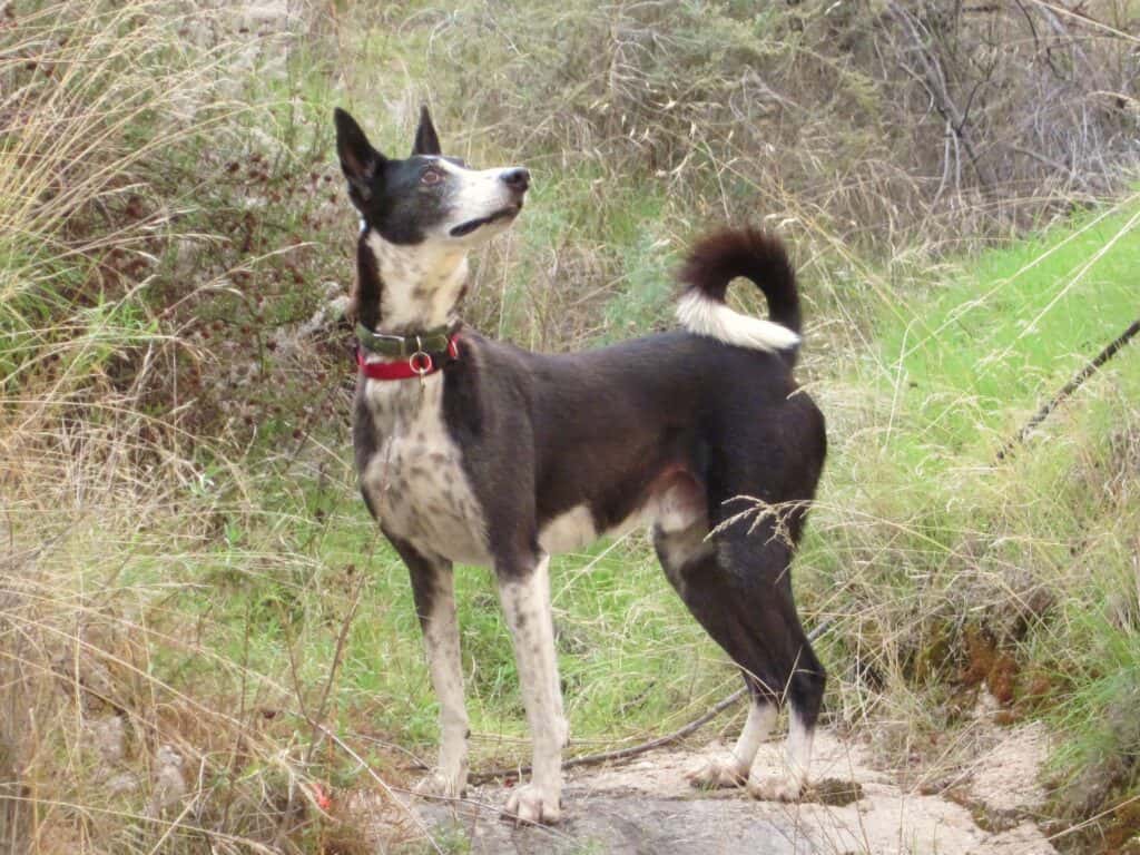 Black and white saluki cross dog standing in nature sniffing