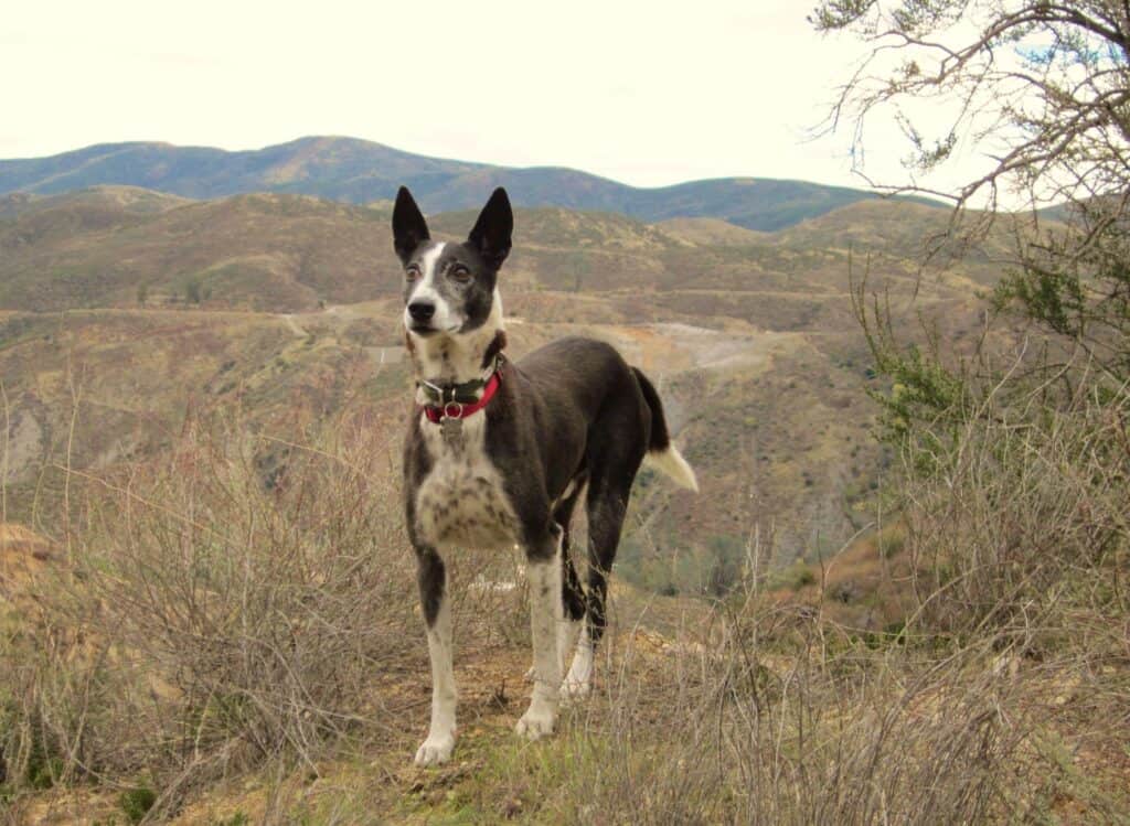 Black and white saluki cross dog looking across the desert hills