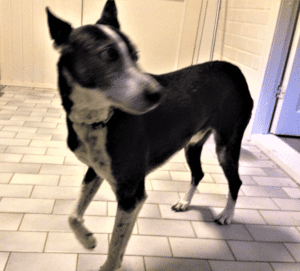 Scared black and white sauki cross dog with tail down