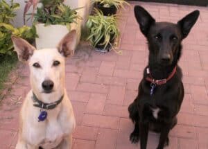 Sandy color dog and black dog sitting in garden