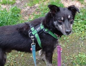 Black and tan rescue dog on first day in his new home