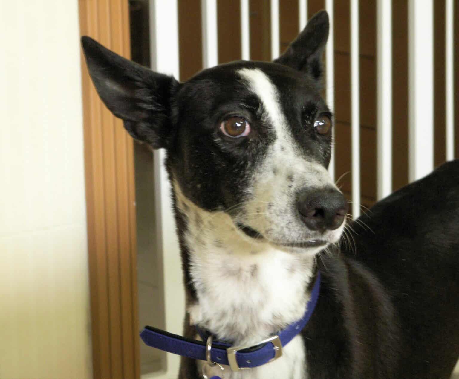 Black and white dog looking nervous with ears back and showing whale eye