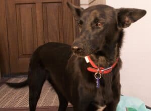 Nervous black rescue dog