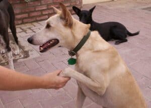 Sandy color desert dog giving his paw to trainer for nail trim