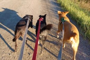 Three dogs walking close together on leashes, from above
