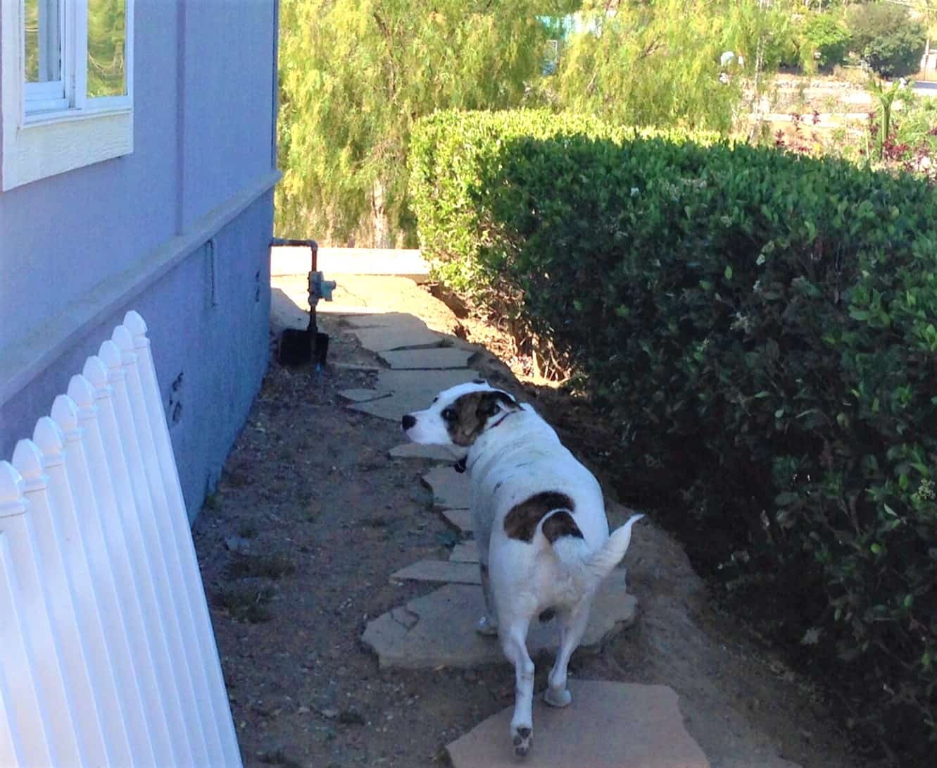 White pitbull Lab cross with brown patches looking up at window