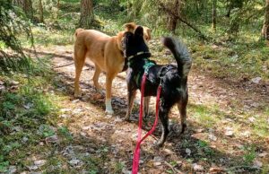 a red dog and a black dog standing face to face