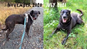 Before and after of a scared black rescue dog after being adopted into new home