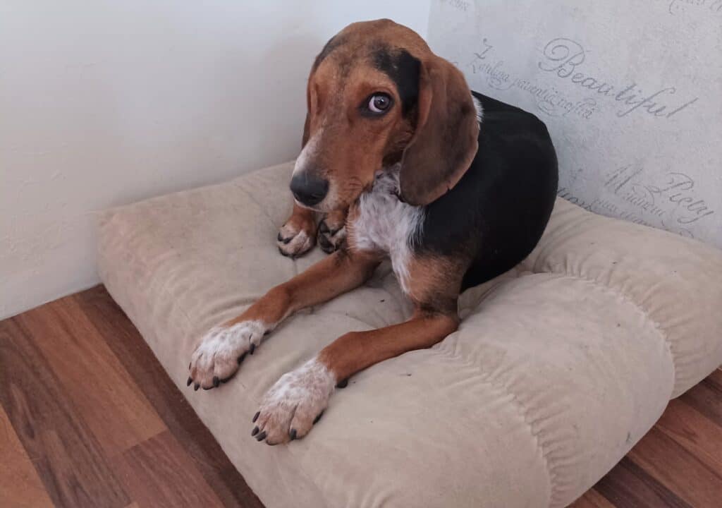 Sad looking one eye dachshund cross dog lying on cushion
