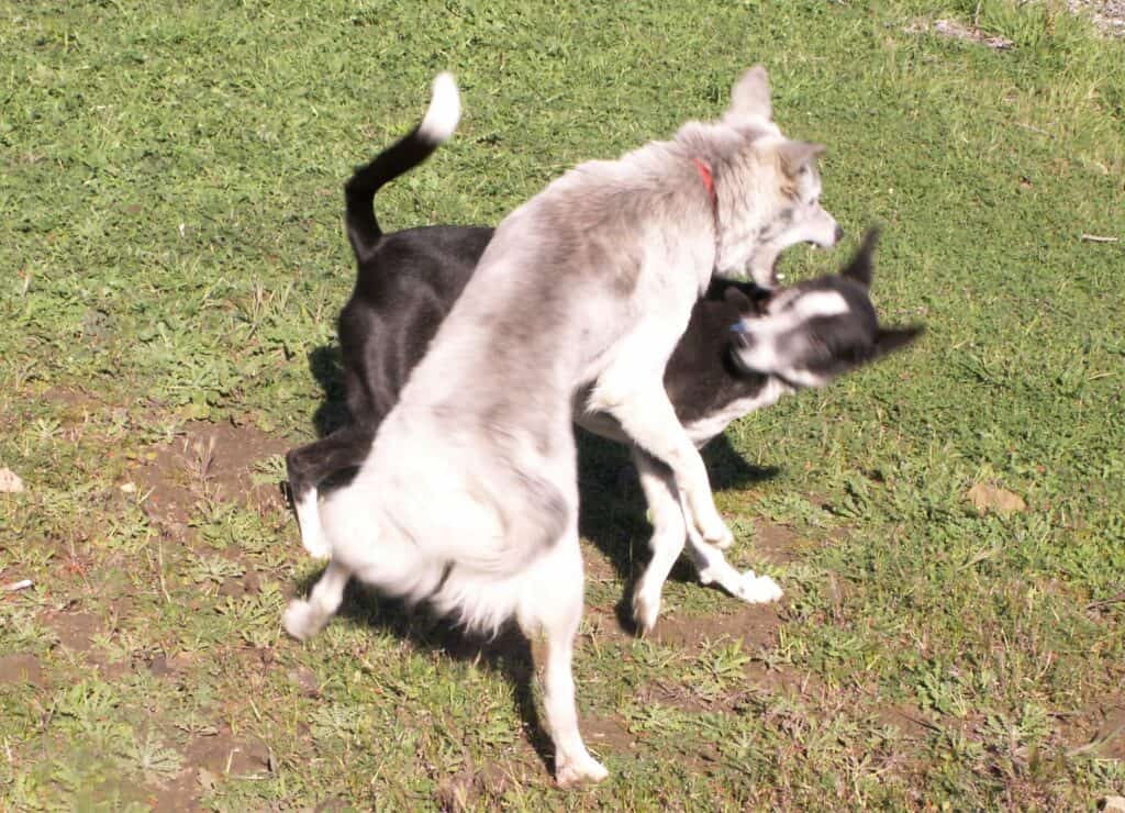 Greay dog pouncing on black and white dog