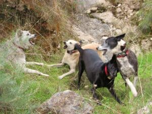 4 dogs playing in a grassy canyon