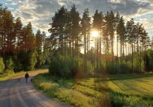 Man in the distance walking with two dogs