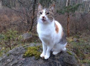 Tabby, ginger and white cat sitting on rock