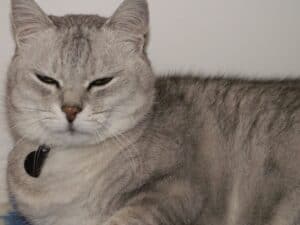 Silver grey cat slow blinking