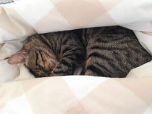 Tabby cat curled up asleep