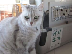 Silver grey cat sitting in front of cat box