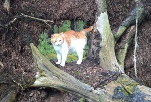 Ginger and white cat standing on fallen tree