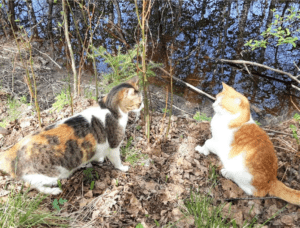 Tortoiseshell and white cat and tabby and white cat facing off by a river