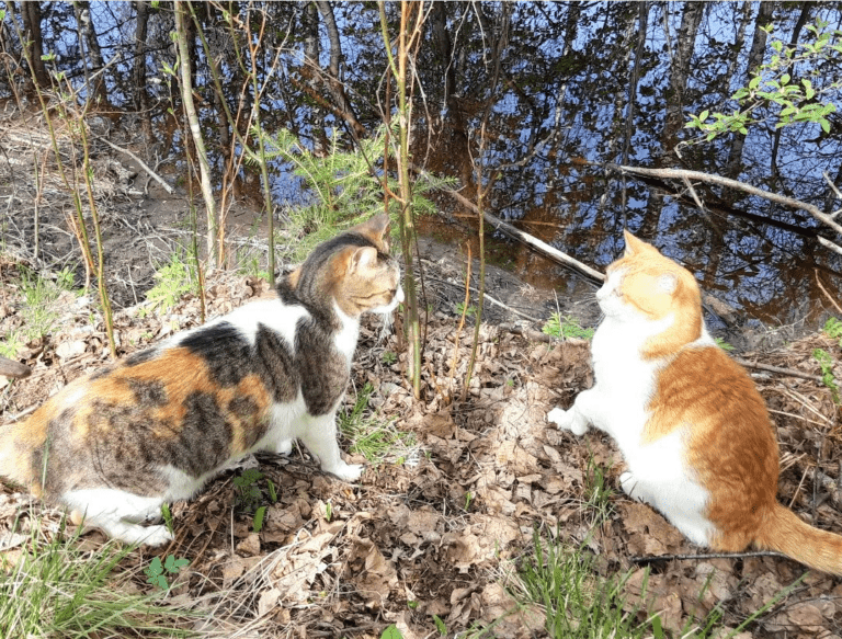 Tortoiseshell and white cat and tabby and white cat facing off by a river