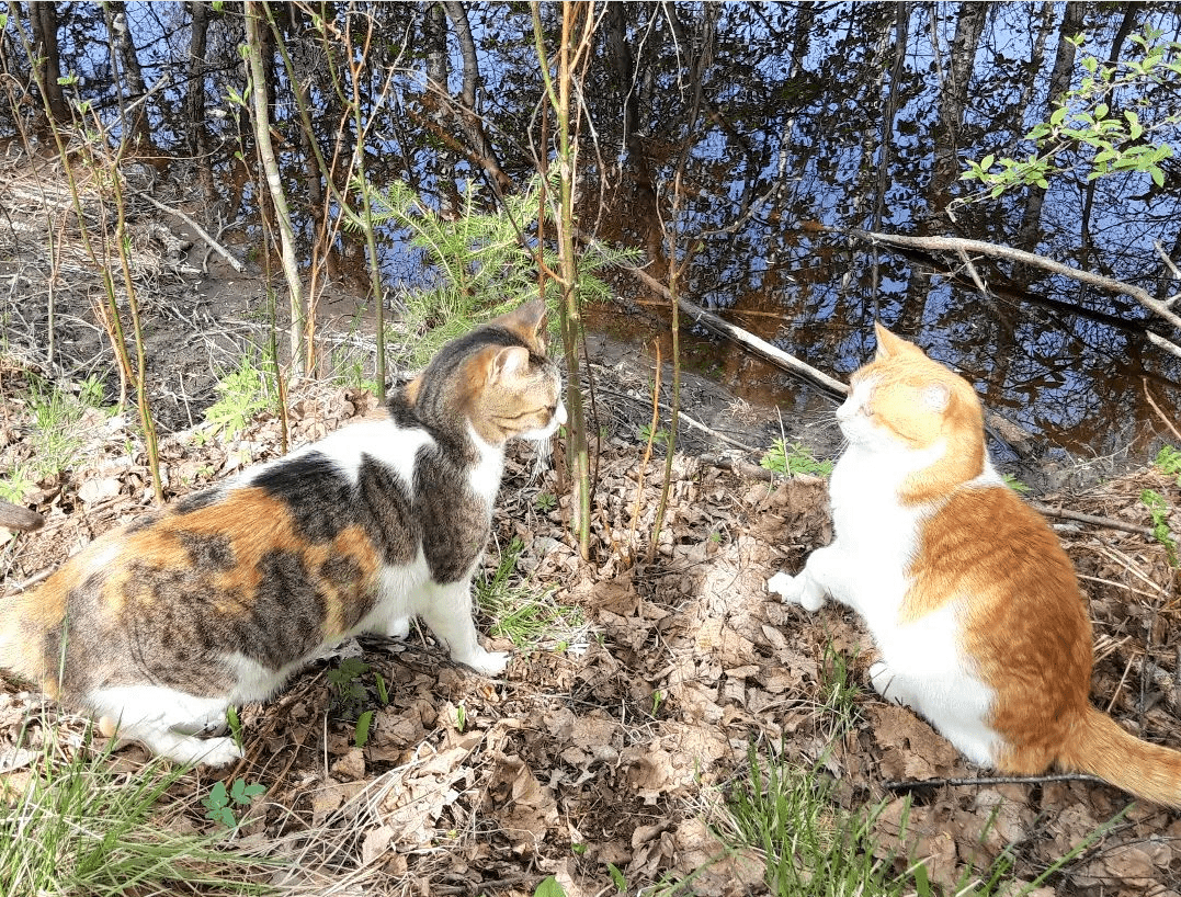 Tortoiseshell and white cat and tabby and white cat facing off by a river