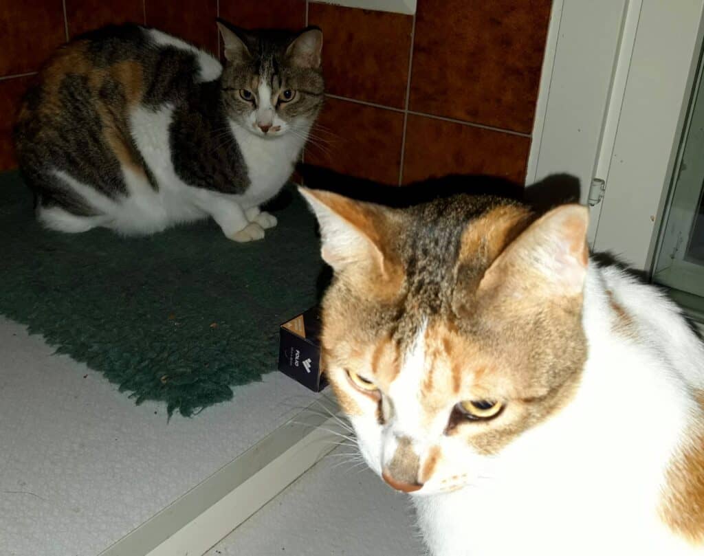 Tortoiseshell and white cat sisters sitting close together