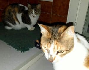 Tortoiseshell and white cat sisters sitting close together