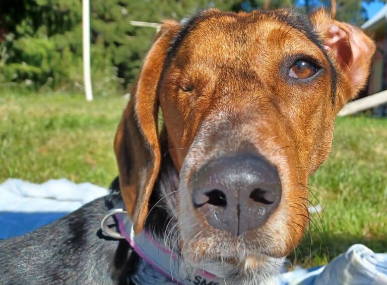 One eyed tan and white dachshund dog looking directly into the camera