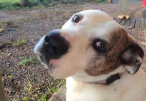 White pitbull cross dog with brown patch over eye and ear looking up at camera