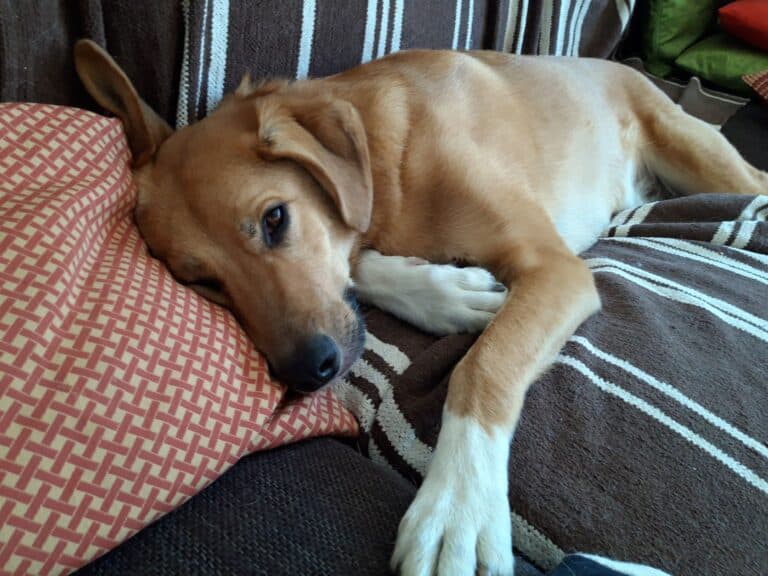 Tan and white dog lying on sofa looking at camera
