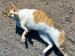 White, tabby and ginger cat lying on sand looking u at camera