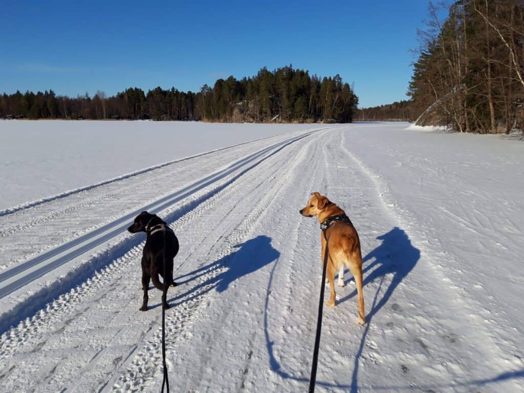 Black dog and tan dog walking on frozen lake
