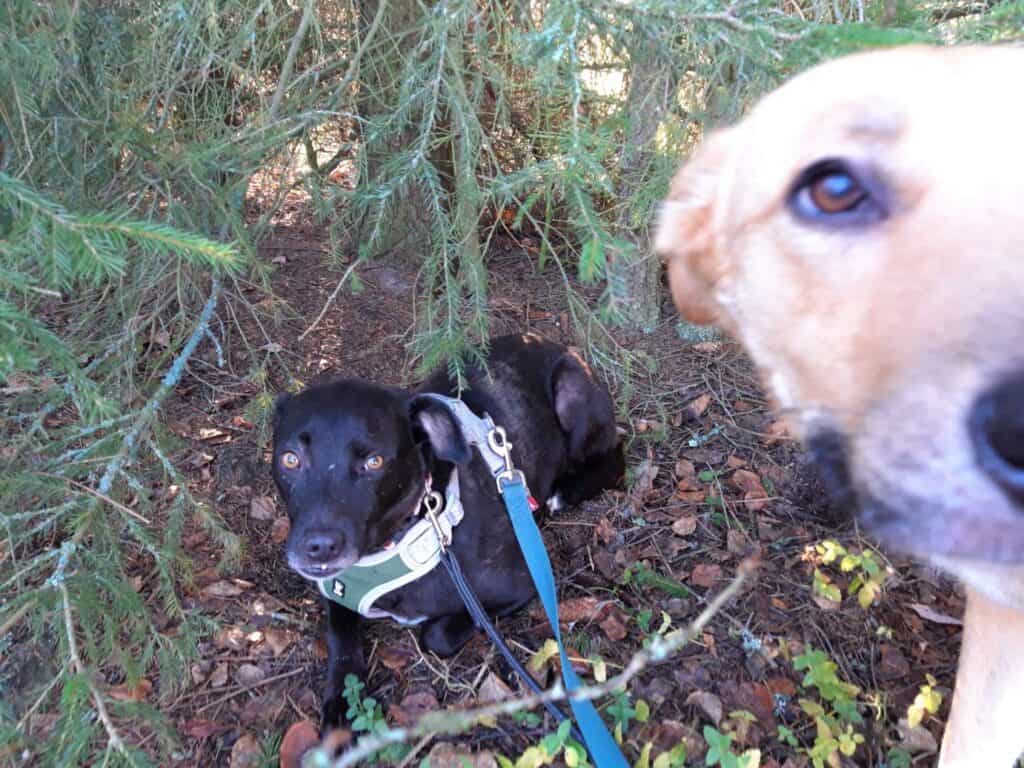 Black dog lying under bush with tan dog close facing camera