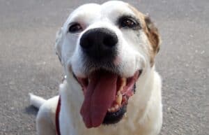Head shot of white pitbull-Labrador cross dog with tongue sticking out