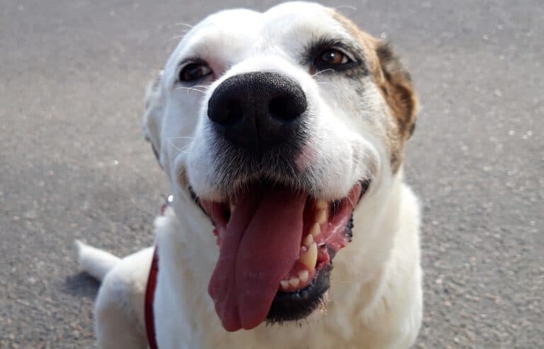 Head shot of white pitbull-Labrador cross dog with tongue sticking out