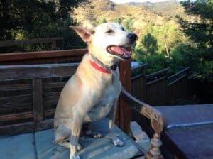 Sandy color desert dog sitting on bench with mountains behind