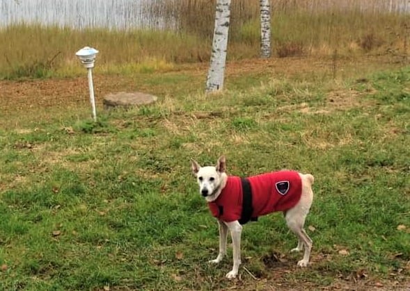 Sandy color desert dog wearing red coat standing in field