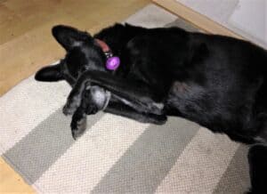 Black dog lying down covering face with paws