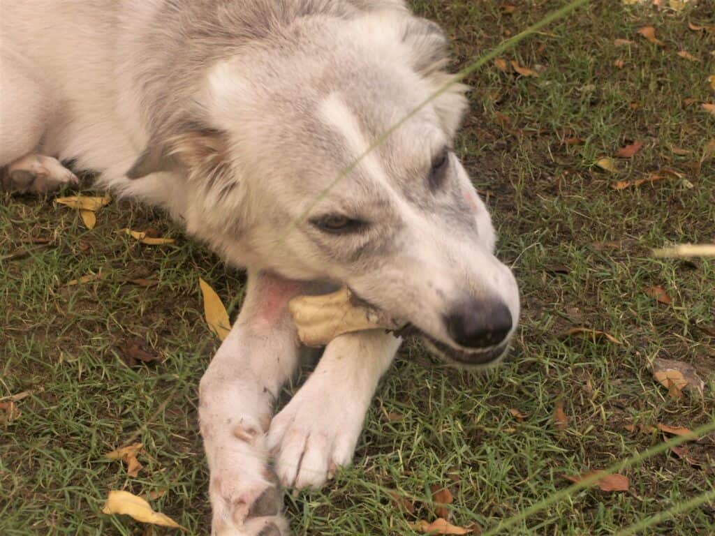 Gray and white dog lying on grass chewing rawhide