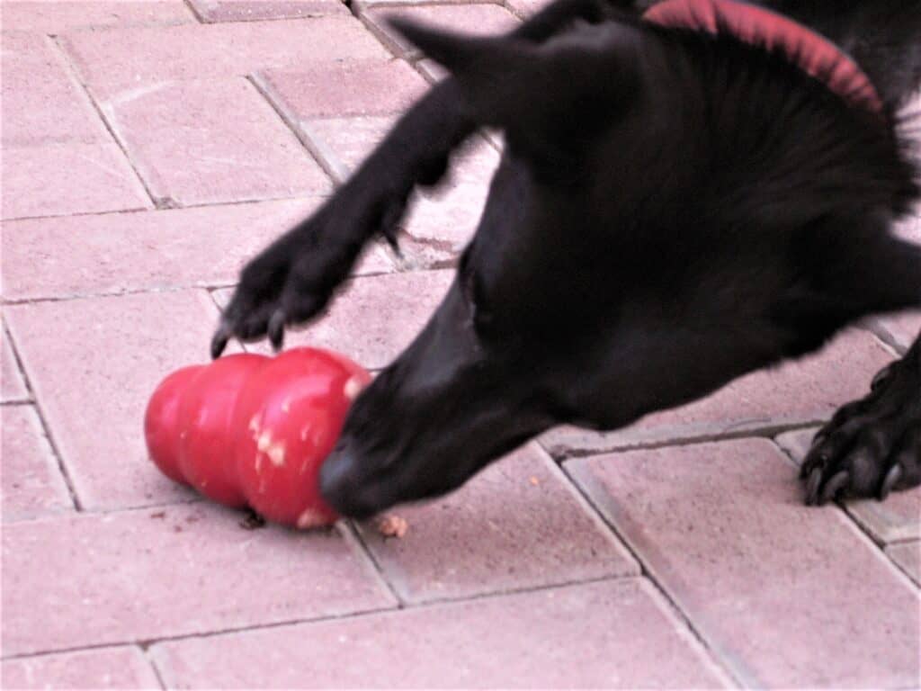 Black dog trying to get treats from stuffed Kong toy