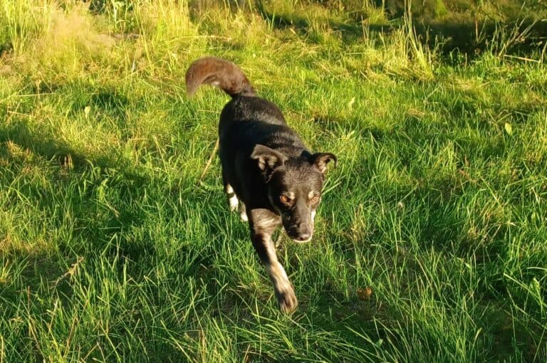 Medium size black dog with bushy tail walking in long grass