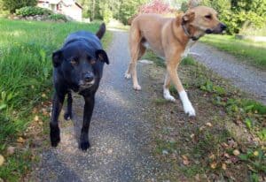 Medium size black dog and medium size tan dog walking together on dirt track